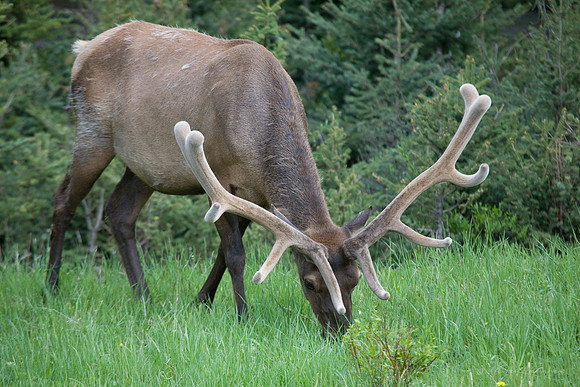 Elk
