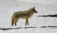 Coyote