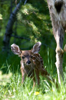 Mule Deer Fawn