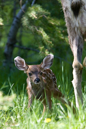 Mule Deer Fawn