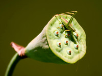 "Grasshopper on Lotus Flower Seed Pod"