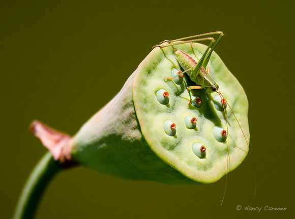"Grasshopper on Lotus Flower Seed Pod"