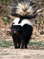 "Striped Skunk"