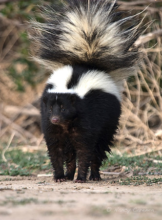"Striped Skunk"