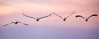 American White Pelican