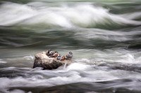 Harlequin Ducks