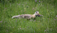 Red Fox with Prey