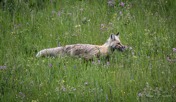 Red Fox with Prey