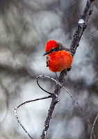 Vermilion Flycatcher
