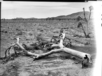 Joshua Tree