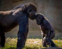 Mammals