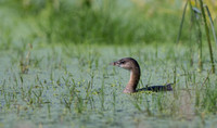 Pied Billed Grebe