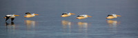 American White Pelican