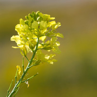 Yellow Wild Flowers