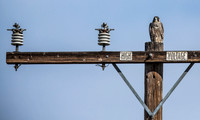 Redtail Hawk