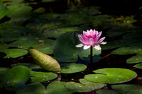 Water Lily