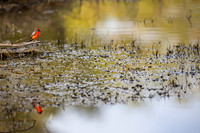 Vermilion Flycatcher