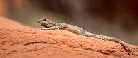 Chuckwalla