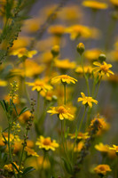 Yellow Wildflowers