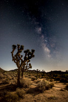 Joshua Tree Milky Way