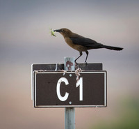 Great-tailed Grackle