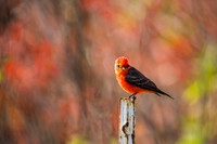 Vermilion Flycatcher