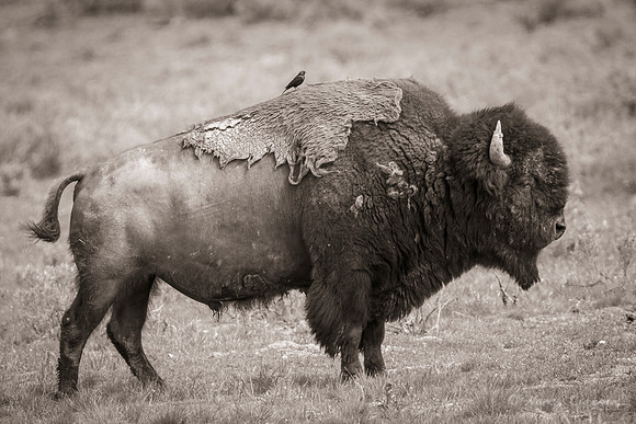 Bison