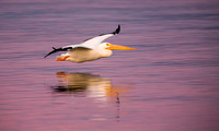 American White Pelican