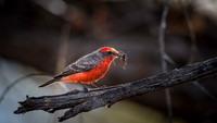 Vermilion Flycatcher