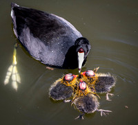 Coot with Young