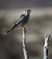 American Kestrel