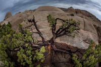 Juniper