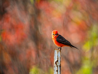 Vermilion Flycatcher