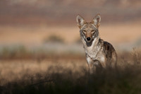 "Coyote"