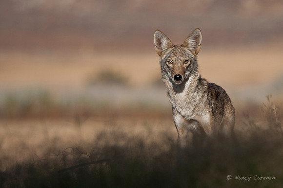 "Coyote"