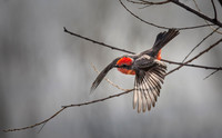 Vermilion Flycatcher