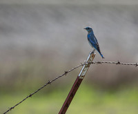 Mountain Blue Bird