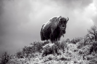 Yellowstone Nat'l Park Wildlife