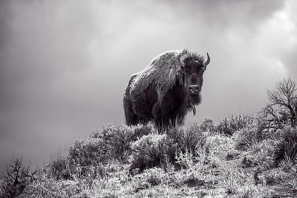 Bison