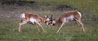 Pronghorn Sheep