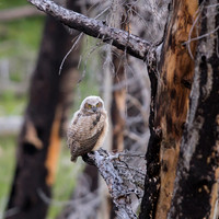 Fledgling Great Horned Owl