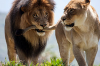 Izu and Lioness