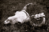Bison Skull