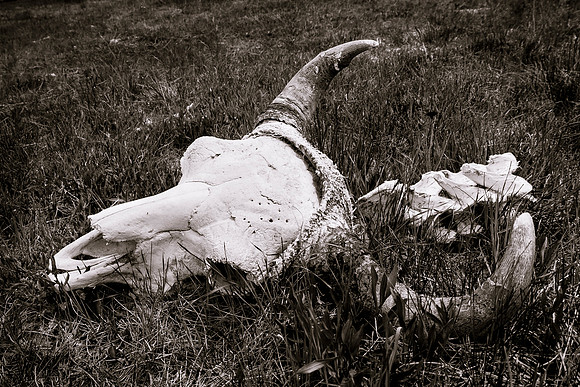 Bison Skull