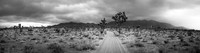 Joshua Tree