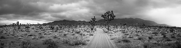 Joshua Tree