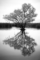 "Lone Tree"
