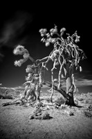 Infrared