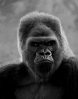 Silverback Gorilla