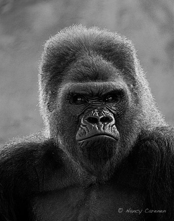 Silverback Gorilla